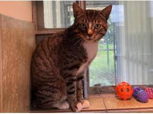 IVOR - Domestic Shorthair
crossbreed Photo