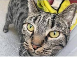 KALI - Domestic Shorthair
crossbreed Photo