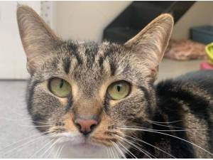 MILO - Domestic Shorthair
crossbreed Photo