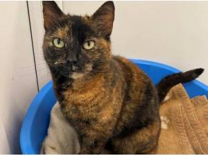 AMARA TEMP RESERVED - Domestic Shorthair
crossbreed Photo