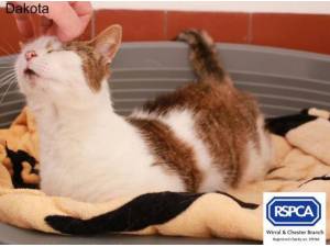 DAKOTA - Domestic Shorthair
crossbreed Photo