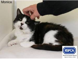 MONICA - Domestic Shorthair
crossbreed Photo