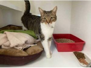 MISSY - Domestic Shorthair
crossbreed Photo