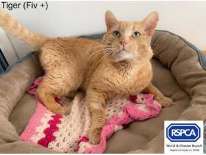 TIGER FIV - Domestic Shorthair
crossbreed Photo