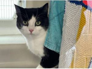 BETTY AND CHELSEA - Domestic Shorthair
crossbreed Photo