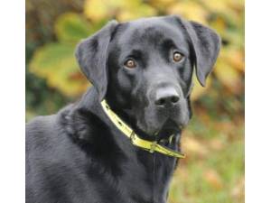 Beau - Male Labrador Photo
