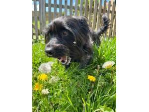 Blake - Male Terrier Cross Photo
