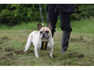 Budweiser - Male Bulldog: French Photo