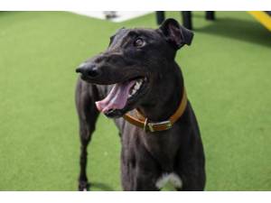 Chris - Male Greyhound Photo