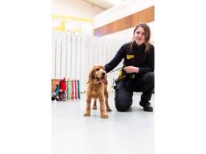 Dutch - Male Cocker Spaniel Photo