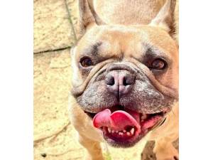 Hetty - Female Bulldog: French Photo