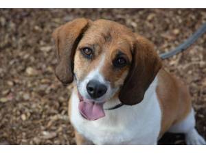 Jess - Female Beagle Photo