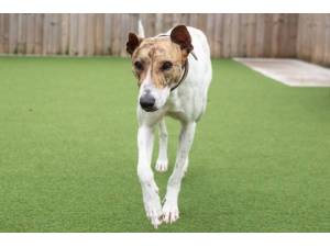 Louie - Male Lurcher Photo