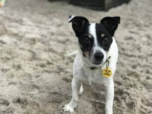 Mindi - Female Jack Russell Terrier (JRT) Photo