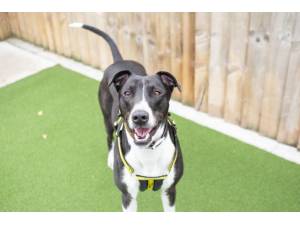 Rudy - Male Lurcher Photo