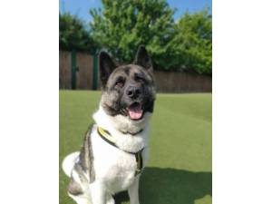 Zeus - Male Akita Photo