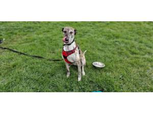 Pepsi - female Greyhound Photo
