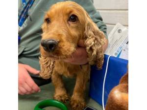 Sugar - Female Cocker Spaniel Photo