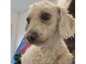 Pickles - Female Bichon Frise Photo