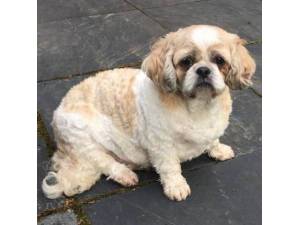 Lacey (Was Tracey) - Female Shih Tzu Photo