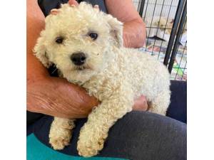 Kilo - Female Bichon Frise Photo