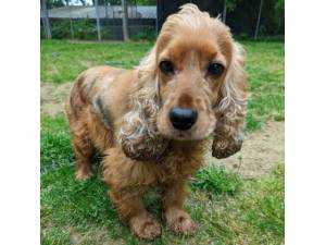 Yona - Female Cocker Spaniel Photo