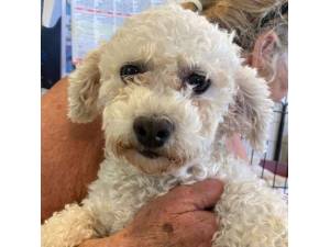 Kestra - Female Bichon Frise Photo