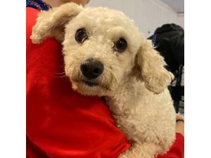 Kandi - Female Bichon Frise Photo
