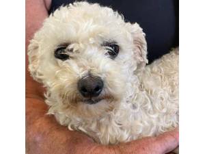 Katra - Female Bichon Frise Photo