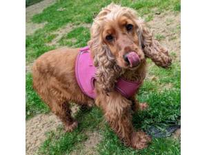 Yaffa - Female Cocker Spaniel Photo