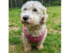 Celyn - Female Bichon Frise Photo