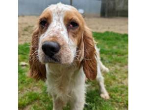 Julia - Female Cocker Spaniel Photo