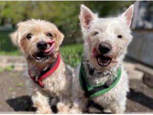 BUDDY AND RUBY - Terrier Photo
