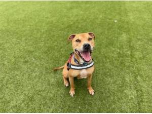 BUSTER - Staffordshire Bull Terrier Photo