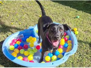 LAYLA - Whippet
crossbreed Photo