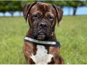 BONNIE - Mastiff
crossbreed Photo