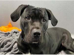 KODAK - Cane Corso Photo