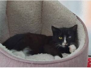 SWIFT - Domestic Shorthair
crossbreed Photo