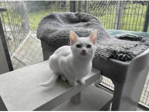 BLUEBELL - Domestic Shorthair
crossbreed Photo
