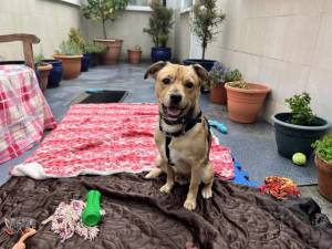 Oscar - male Crossbreed Photo
