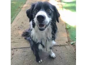 Fleet - Male Collie Cross (Border) Photo