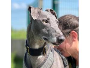 Mr Blue Sky - Male Lurcher Photo