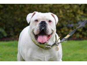 Reggie - Male Bulldog: English Photo