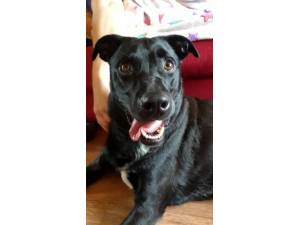Shadow - Male Lab Cross Photo