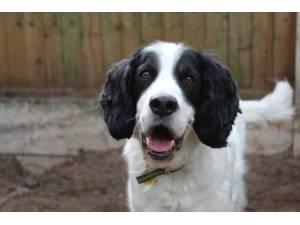 Zebedee - Male Spaniel Cross Photo
