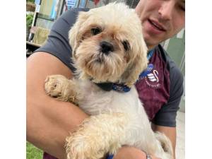 Smoky - Female Shih Tzu Cross Bichon Frise Photo