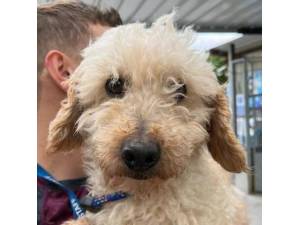Pitza - Male Cockapoo (Cocker Spaniel cross Poodle) Photo