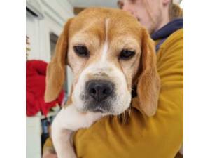 Quink - Female Beagle Photo