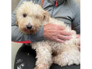 Khaki - Female Bichon Frise Cross Poodle Photo