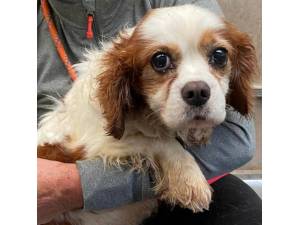 Kobbler - Male Cavalier King Charles Spaniel Photo